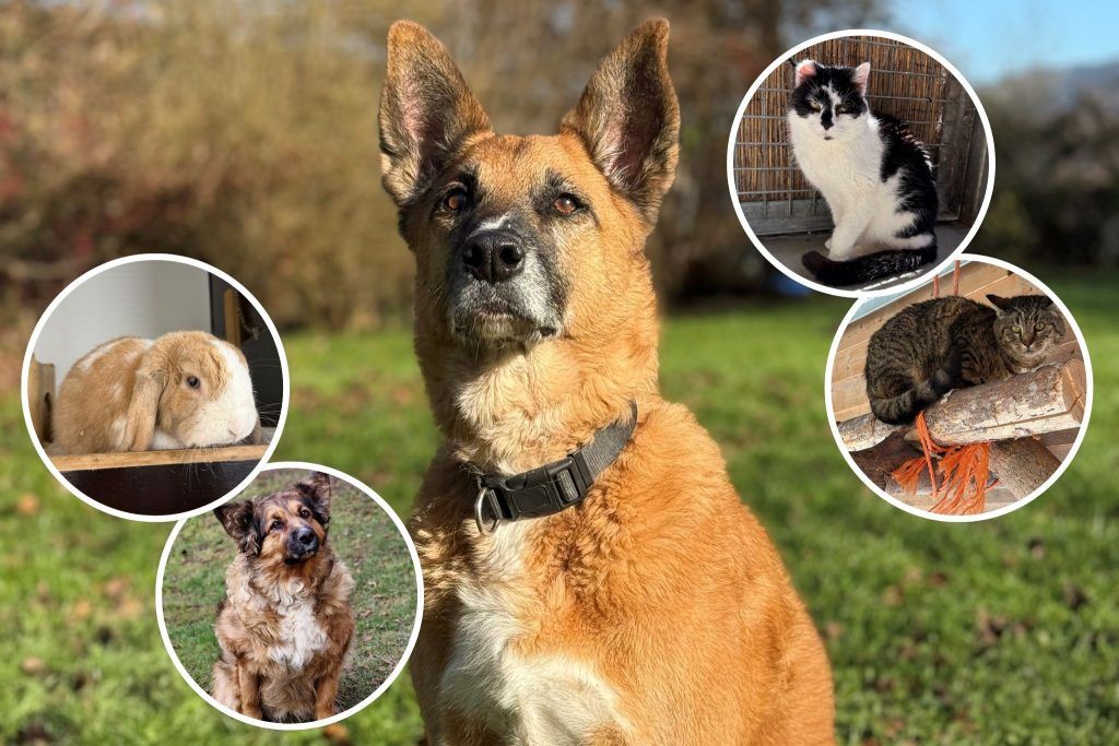 Begegnungen im Tierheim