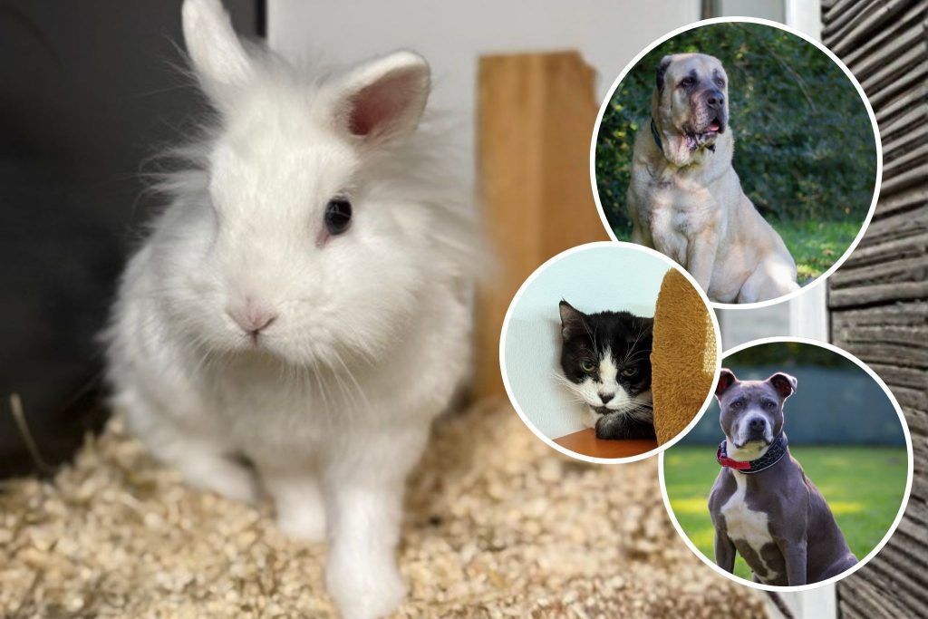 Tiere schenken Liebe
