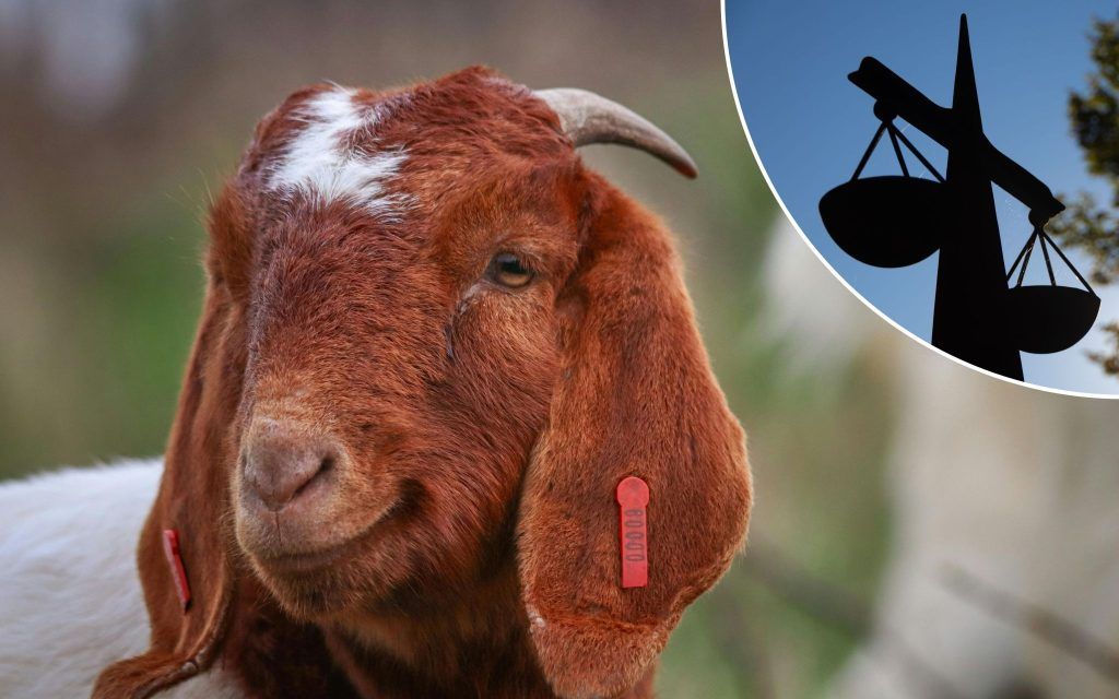Ziegen verenden lassen: Tierquäler bezahlte Diversion nicht