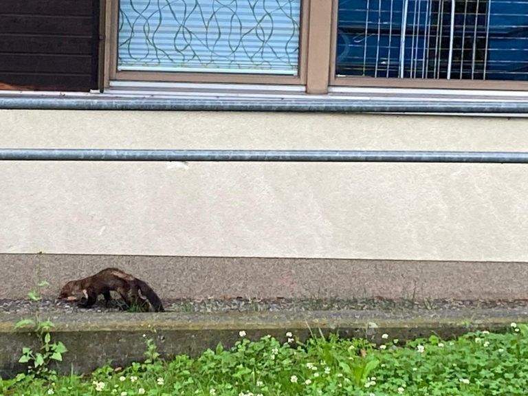 Marder im Kindergarten