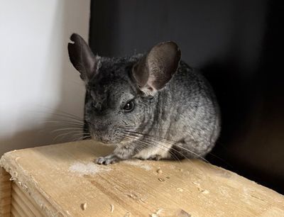Vier liebenswerte Tiere auf der Suche nach einem neuen Zuhause