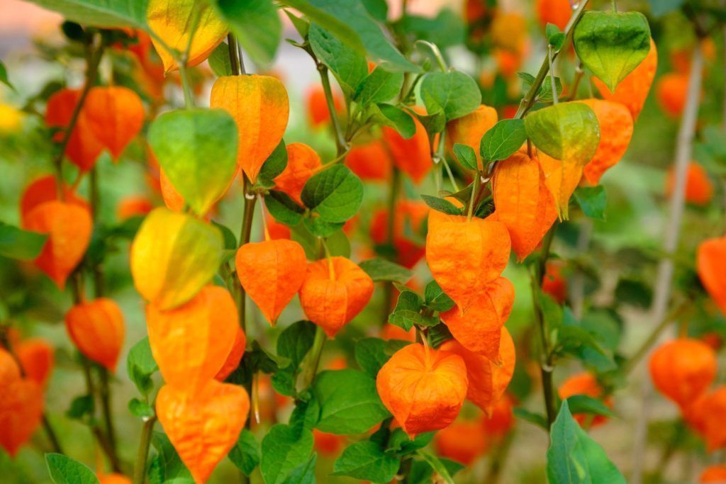 Die dekorative Lampionblume