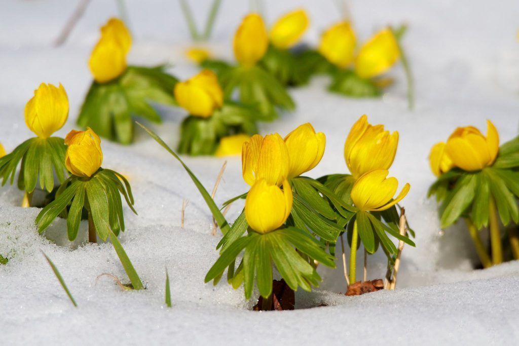 Welche Pflanzen im Winter blühen