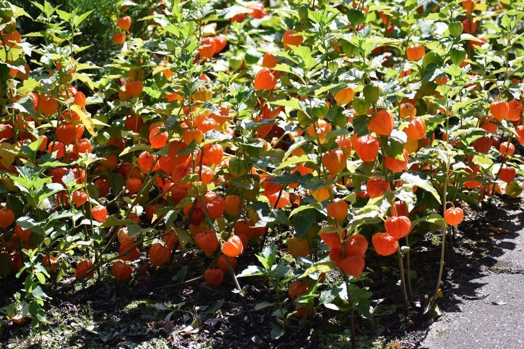 Die dekorative Lampionblume