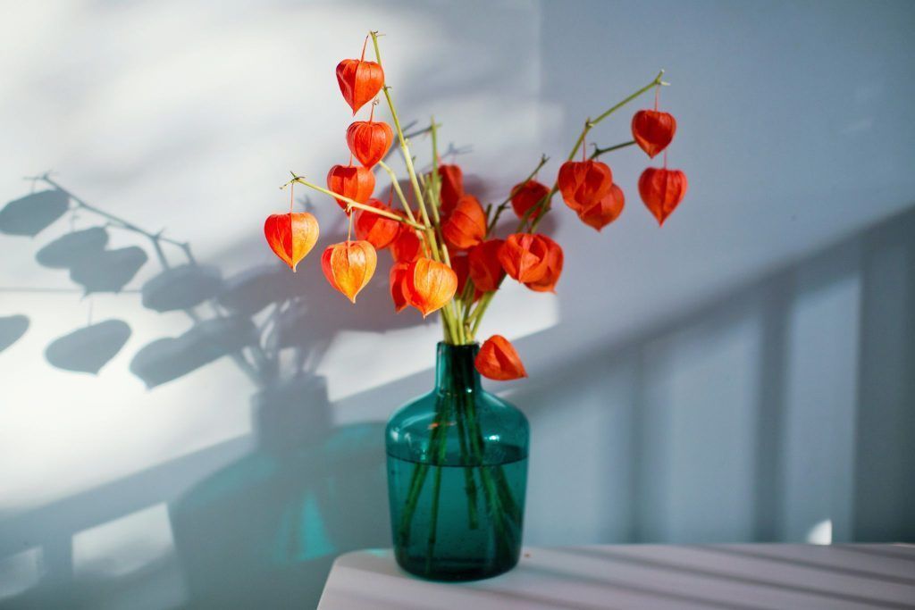 Die dekorative Lampionblume