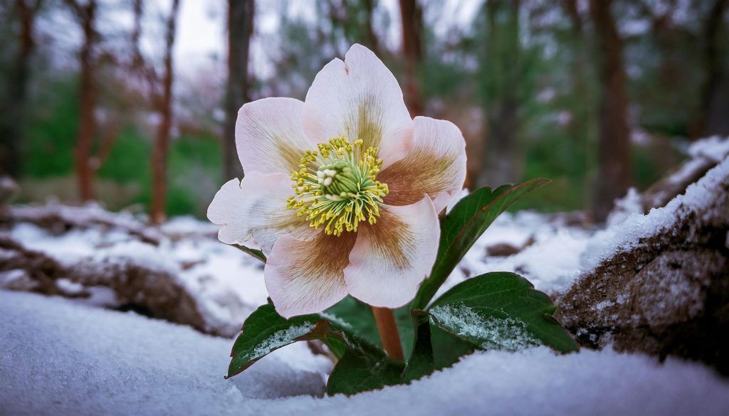 Welche Pflanzen im Winter blühen