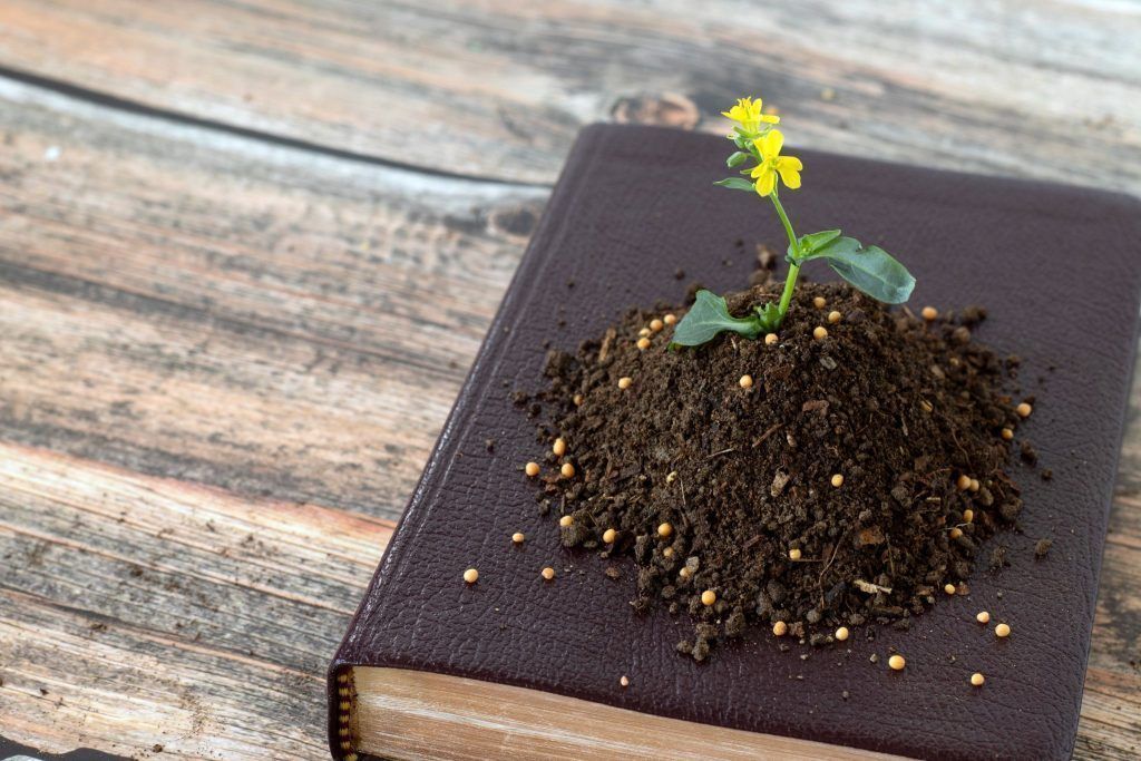 Evangeliumkommentar: Wenn Glaube Wurzeln schlägt
