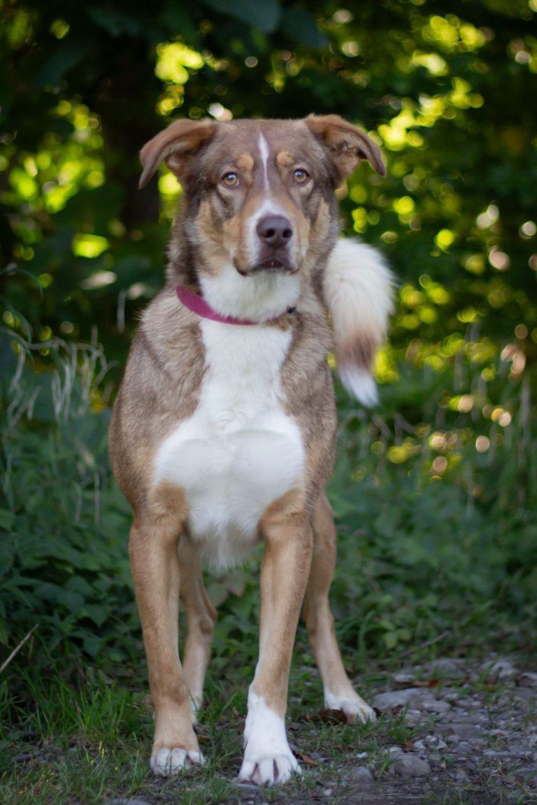 Tierecke, Tierschutzheim