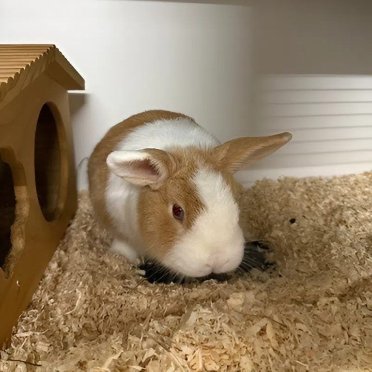 Tierecke, Tierschutzheim