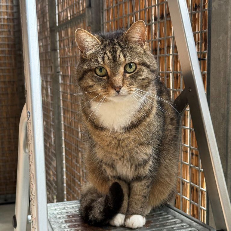 Tierecke, Tierschutzheim