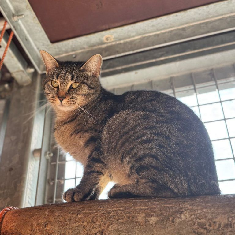 Tierecke, Tierschutzheim