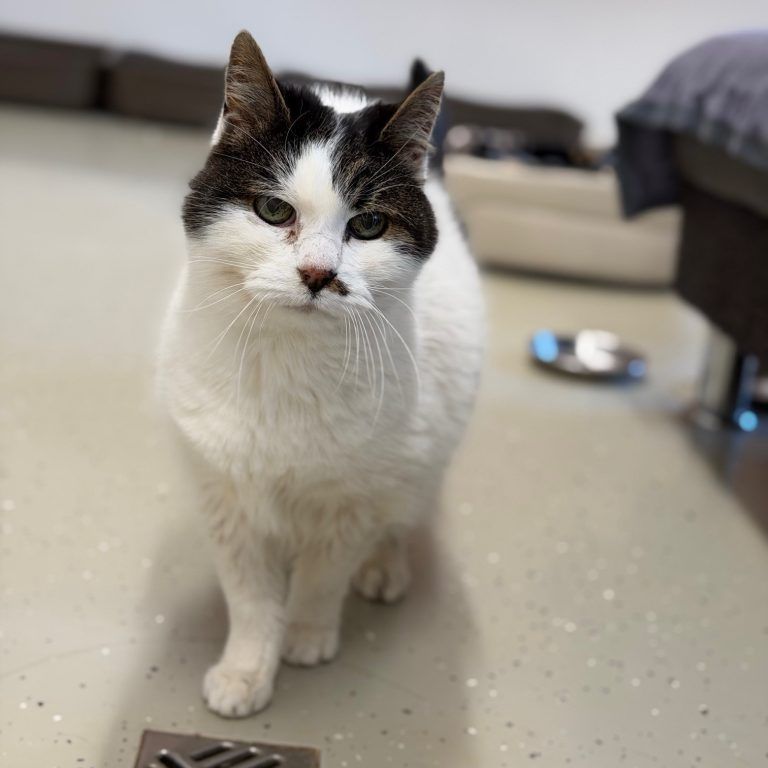 Tierecke, Tierschutzheim