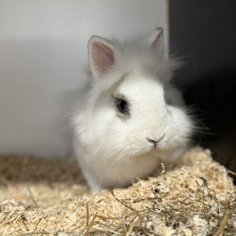 Tierecke, Tierschutzheim