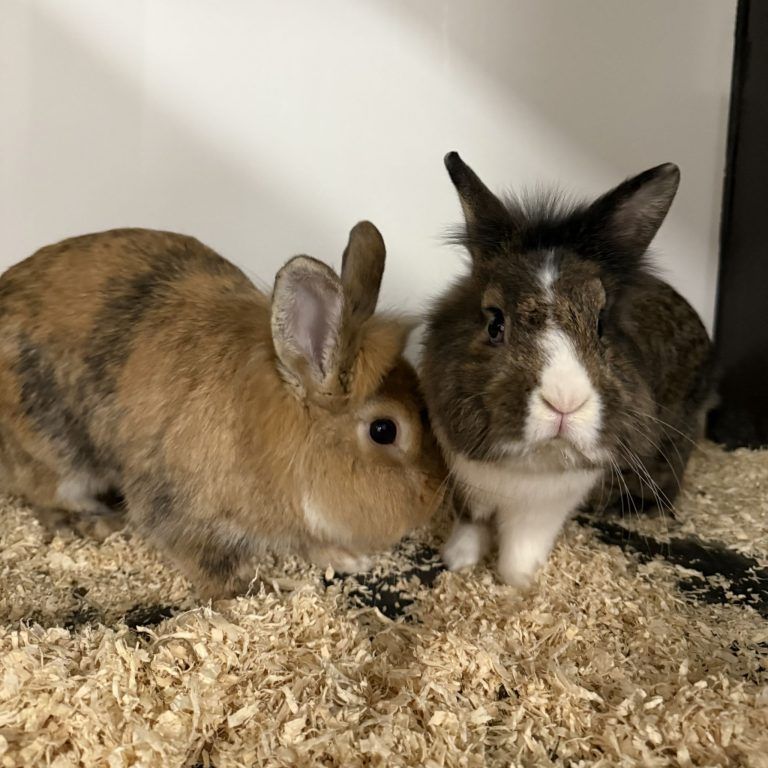 Tierecke, Tierschutzheim