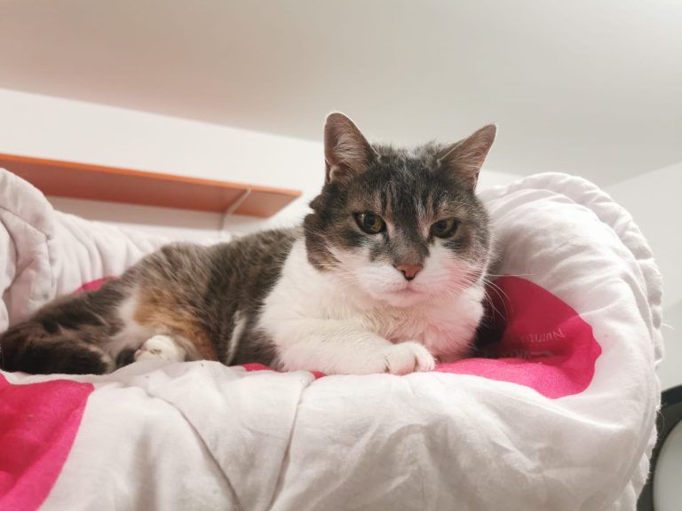 Tierecke, Tierschutzheim