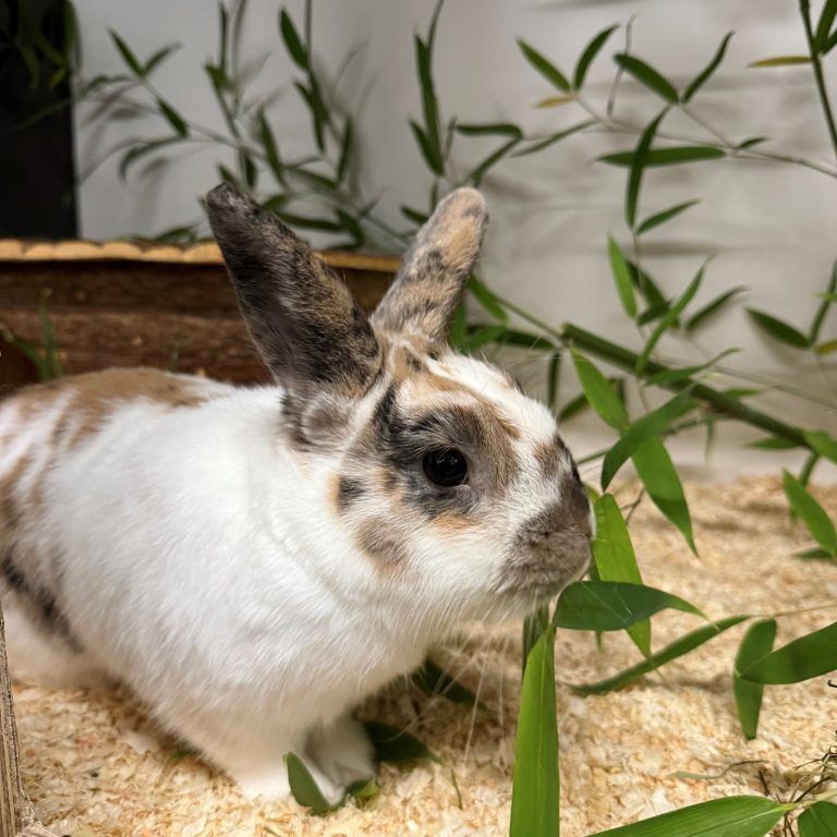 Tierecke, Tierschutzheim