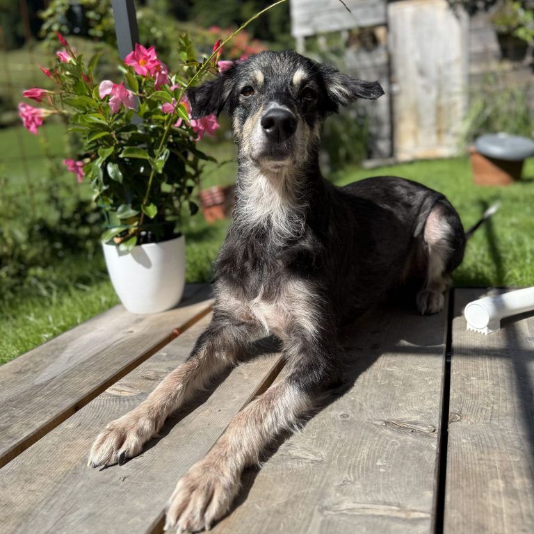 Tierecke, Tierschutzheim