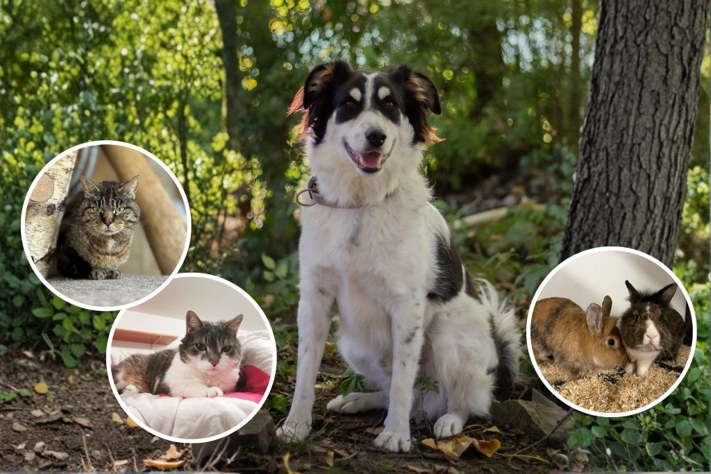 Finde deinen neuen Freund