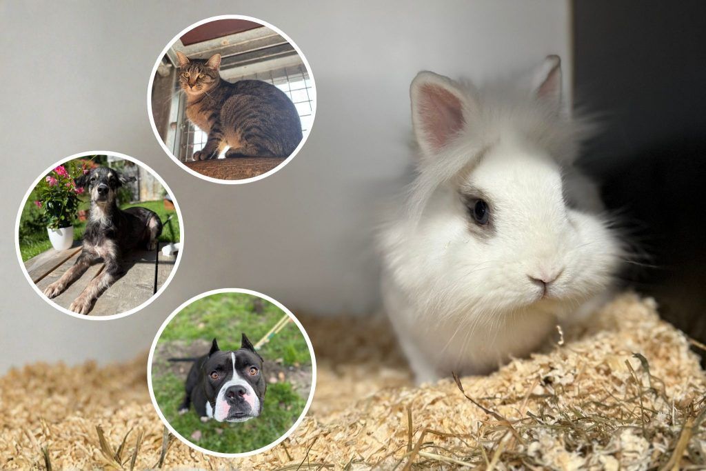 Jetzt Tierfreund werden