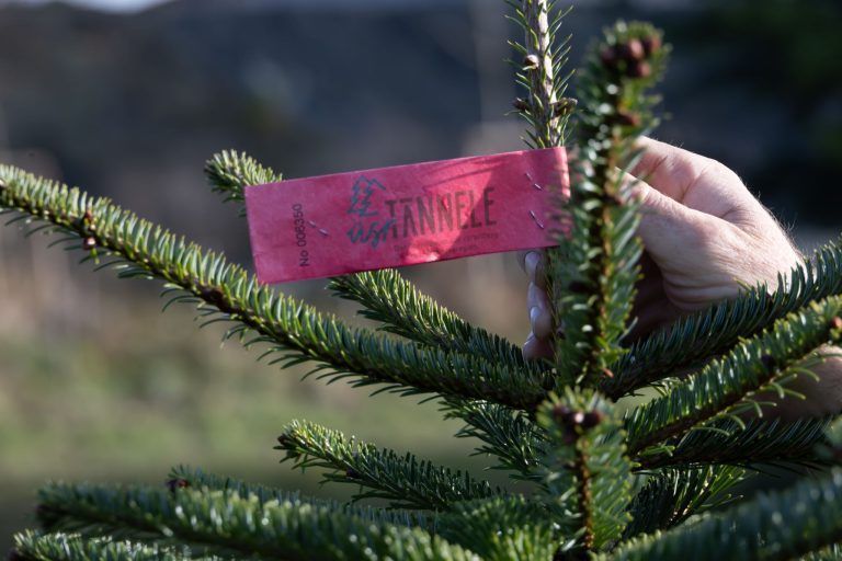 Vom Wald ins Wohnzimmer