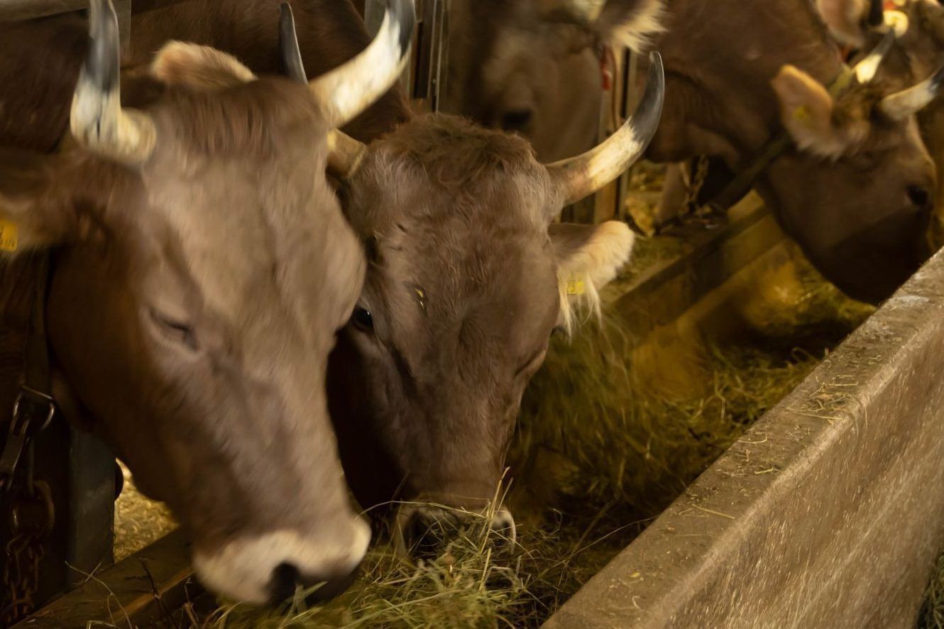 Verdachtsfall: TBC bei Rind im Bregenzerwald vermutet