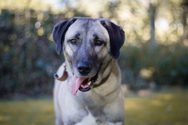 Tierecke, Tierschutzheim