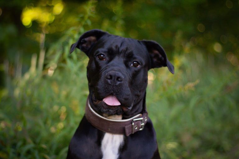 Tierecke, Tierschutzheim