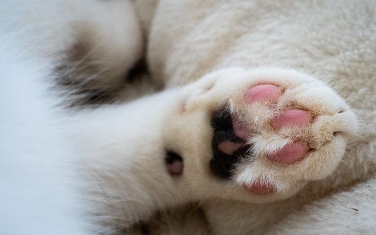 Katzen verhungert: Dennoch Freispruch