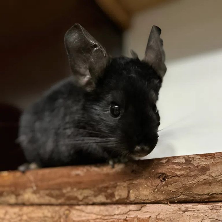 Tierecke, Tierschutzheim