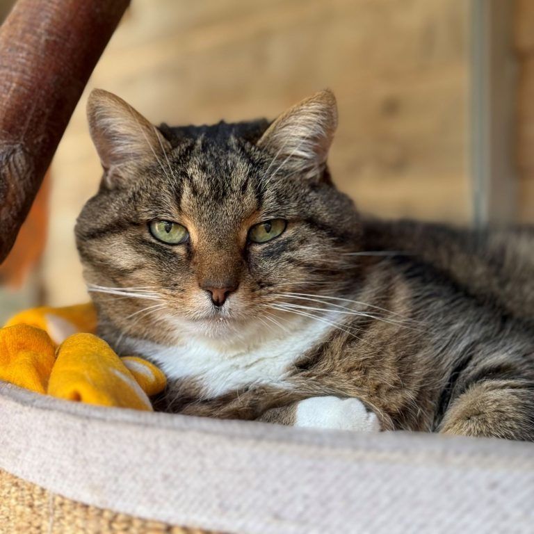 Tierecke, Tierschutzheim