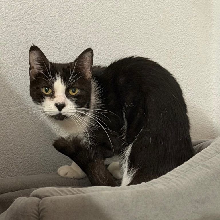 Tierecke, Tierschutzheim