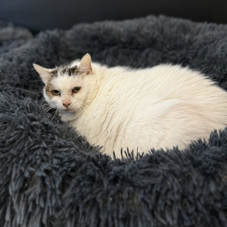 Tierecke, Tierschutzheim