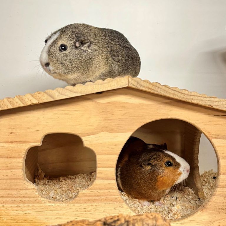 Tierecke, Tierschutzheim