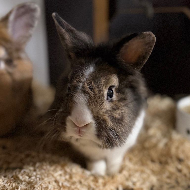 Tierecke, Tierschutzheim