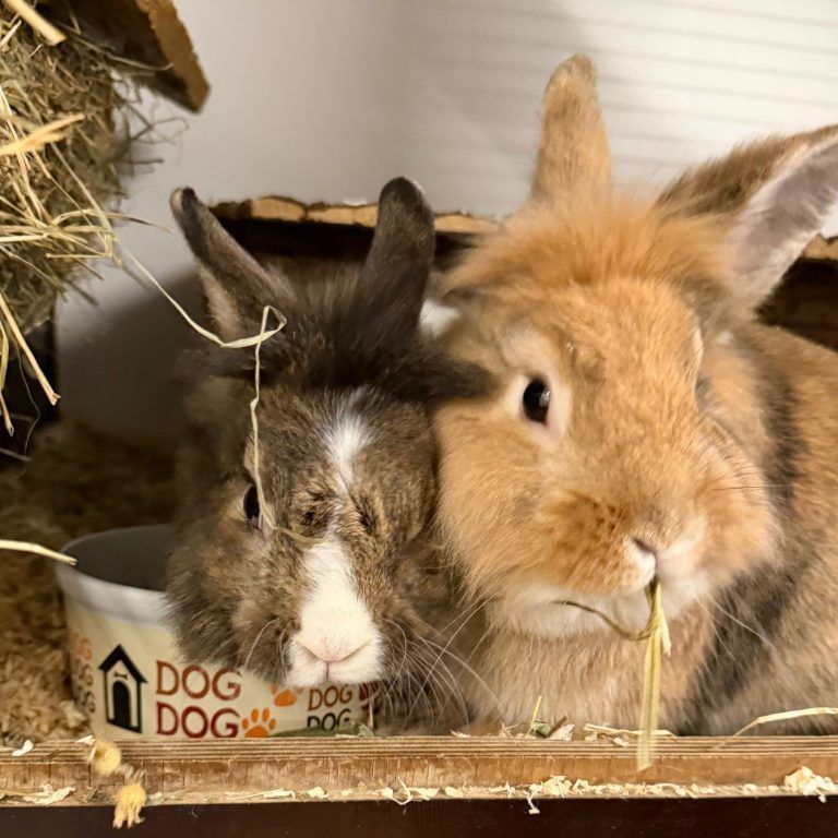 Tierecke, Tierschutzheim