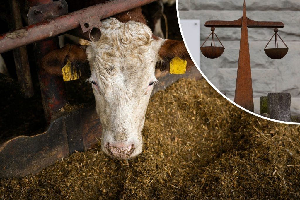 Schwerkranke Kühe nicht behandelt: Milde Sanktionen in Tierquälerei-Prozess
