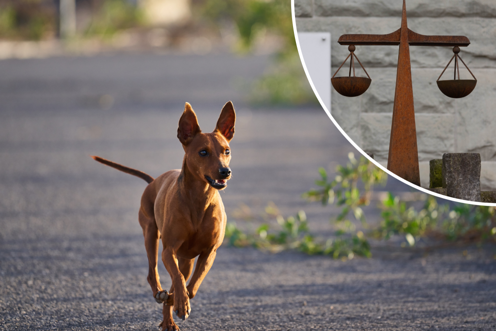 Hund verursacht Unfall: Haftet Halterin?