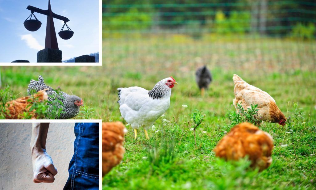 Salomonisches Urteil nach einer Schlägerei