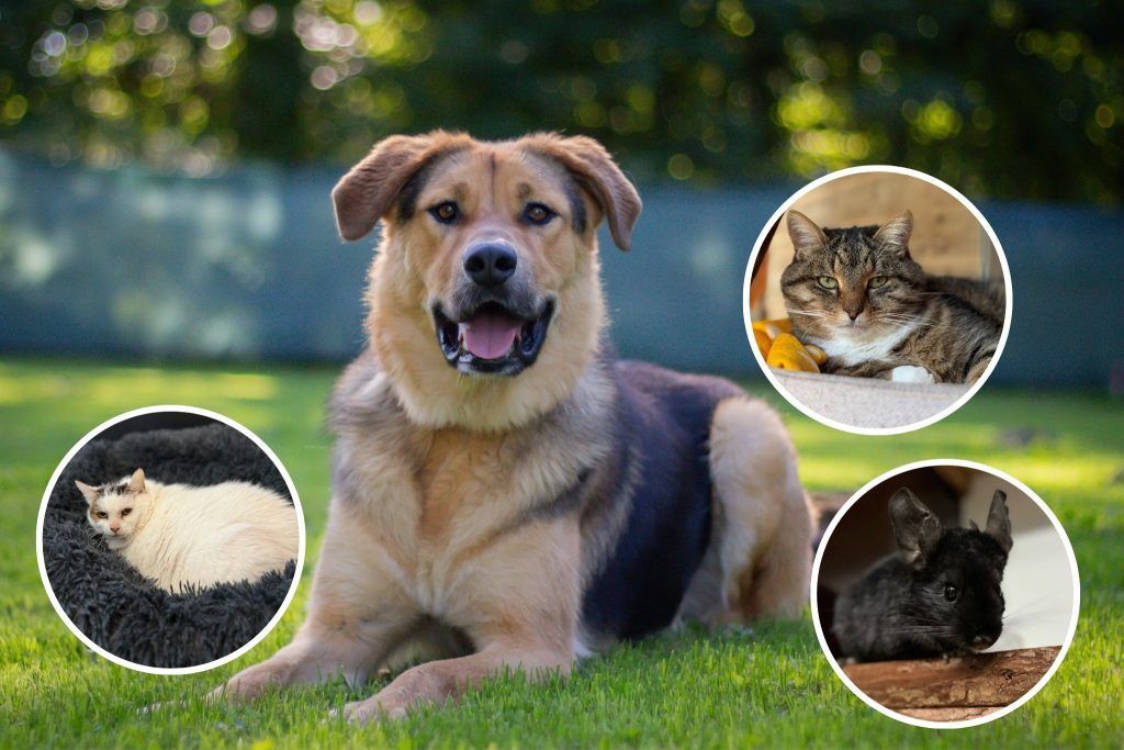 Keine Tiere zu Weihnachten