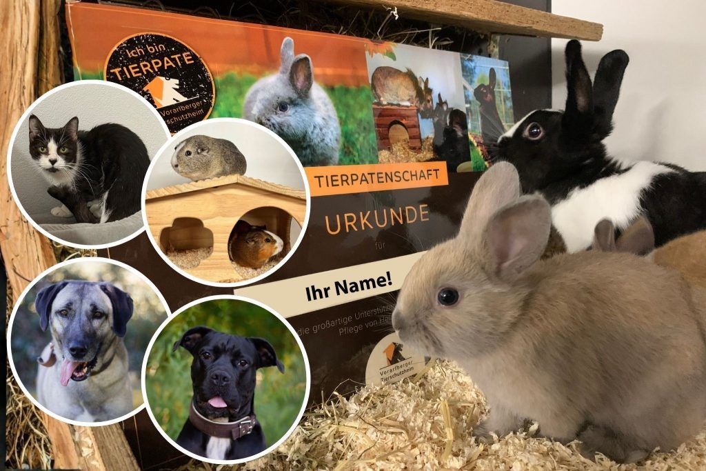 Weihnachten mit Tieren