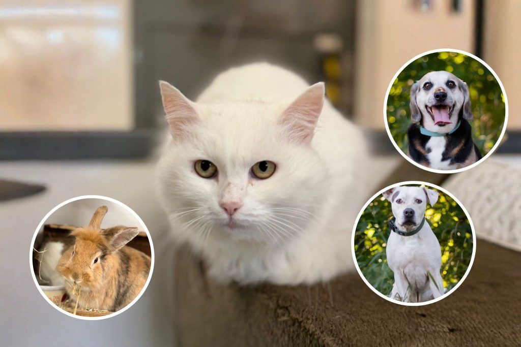 Stressfreier Jahreswechsel mit Tieren