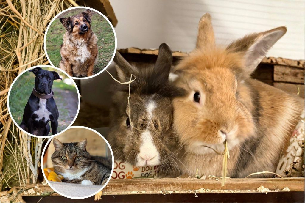 Neues Zuhause gesucht