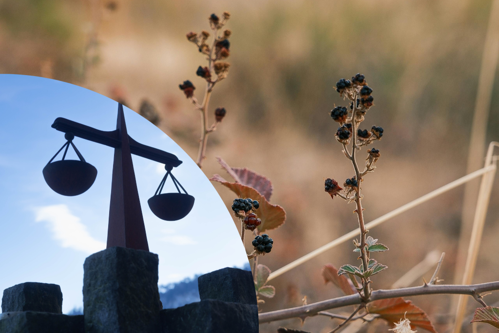 Unfall auf Gehsteig: Anrainer haftet nicht