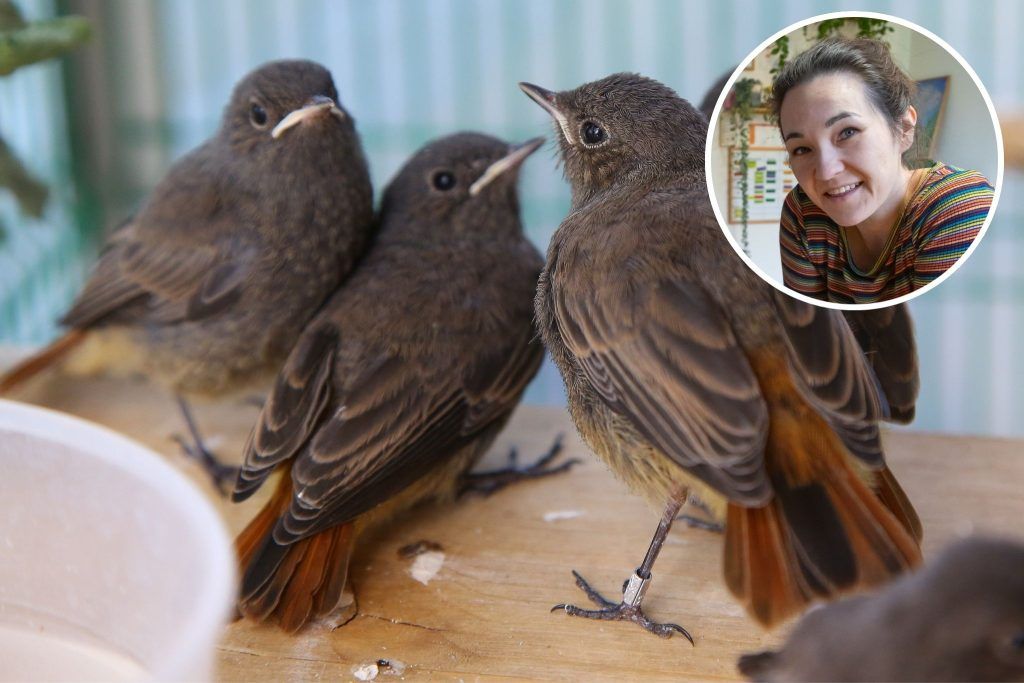 Silvester-Raketen und Panik im Nachthimmel