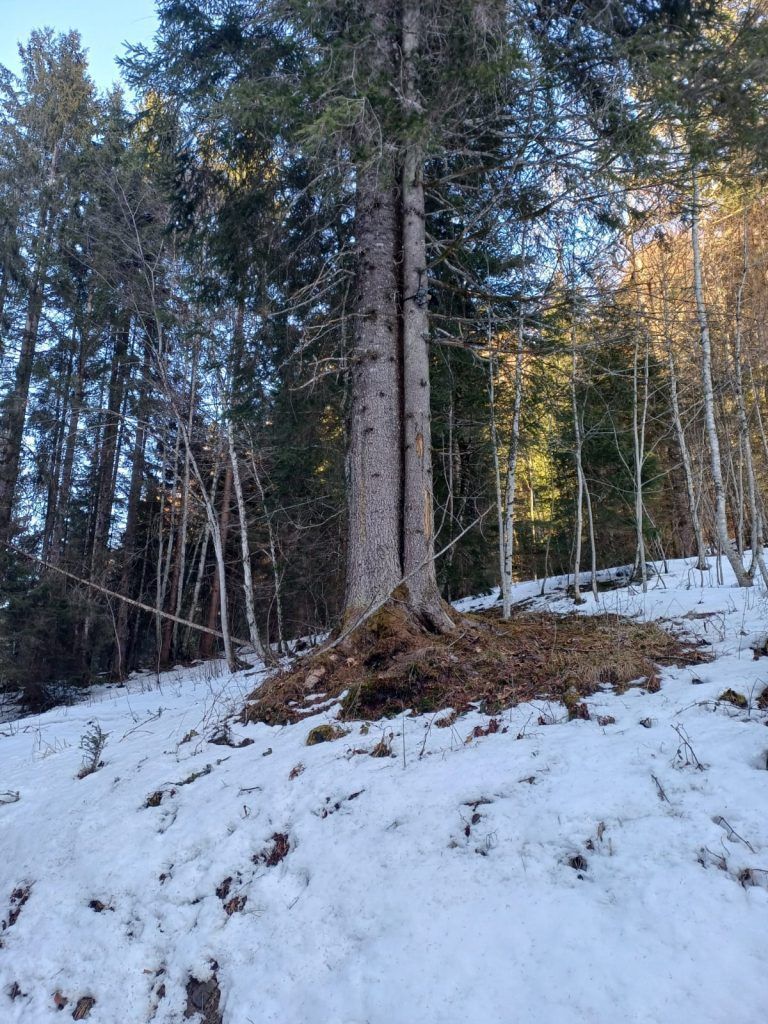 Schranke Alpe Krähenberg
