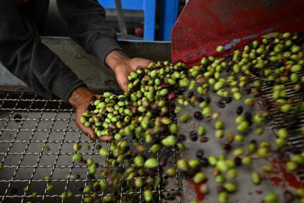 Billiges Olivenöl aus Tunesien gefährdet Italiens Erzeuger