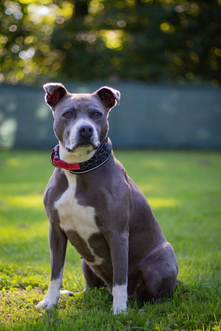 Tierecke, Tierschutzheim