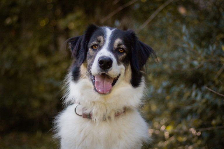 Tierecke, Tierschutzheim