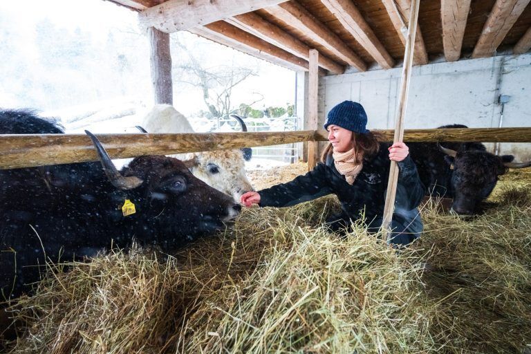 Hier findet man Yaks zum Verlieben