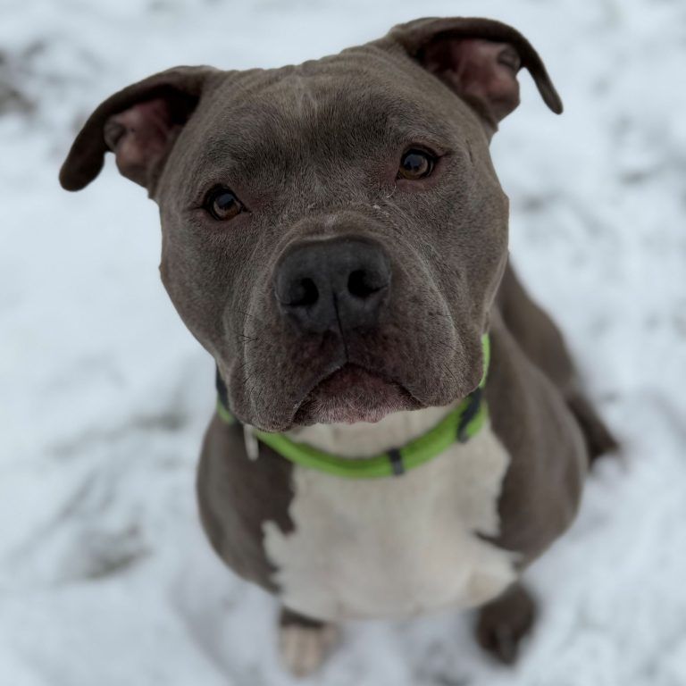 Tierecke, Tierschutzheim